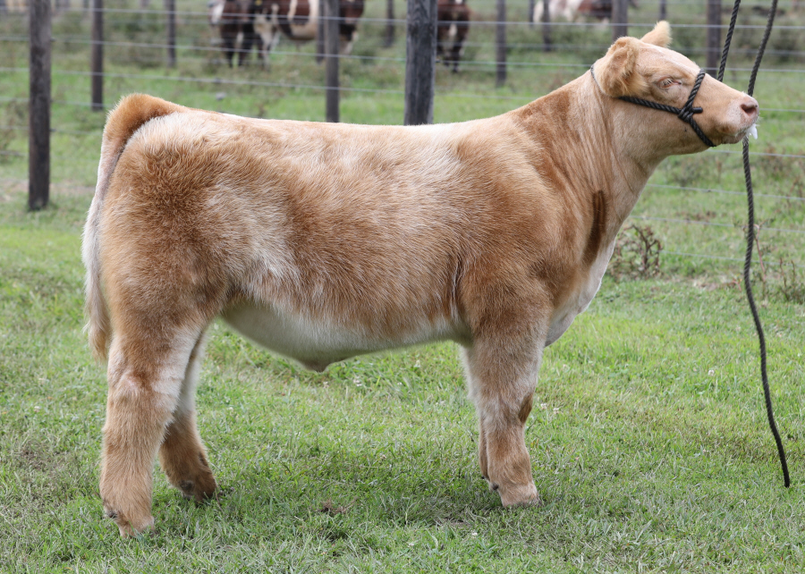 937 Shorthorn Plus Steer